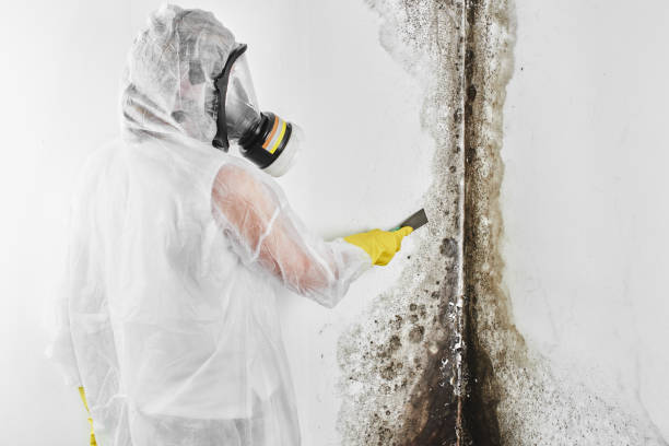 Best Mold Remediation  in Newburg, WI