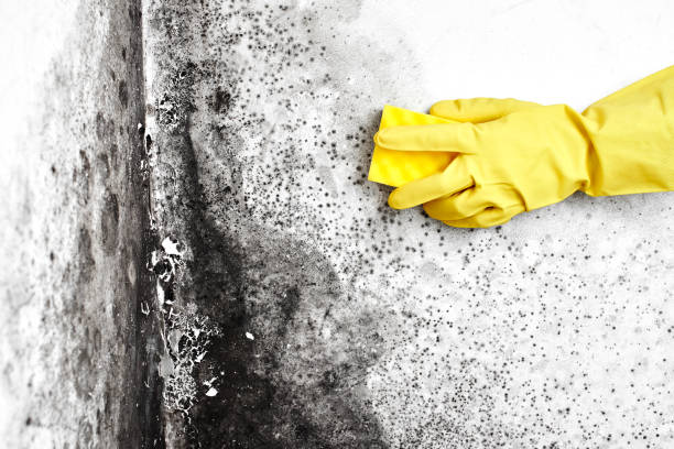 Best Affordable Mold Removal  in Newburg, WI