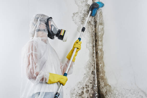 Best Mold Damage Repair  in Newburg, WI