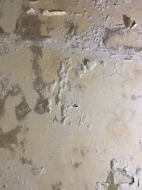 Best Emergency Mold Removal  in Newburg, WI