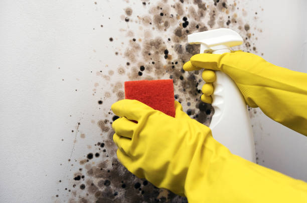 Best Mold Damage Repair  in Newburg, WI