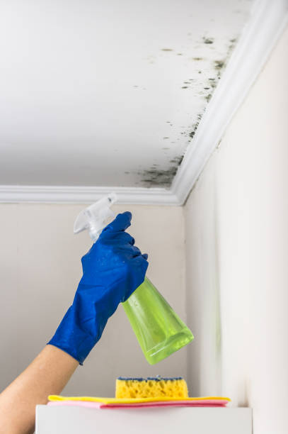 Best Local Mold Removal Service  in Newburg, WI